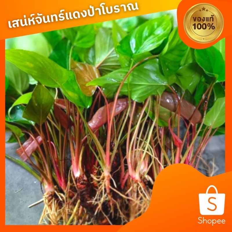 เสน่ห์จันทร์แดงป่าก้านดำไม้มงคล(ส่งต้นติดใบ)