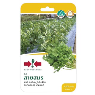 ผักชีสายสมร ศรแดง CORIANDER SEED EAST-WEST SEED