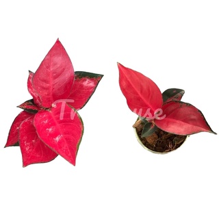 อโกลนีมา สุขสมใจปอง / Aglaonema Suksom Jaipong