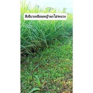 บ่วงดักนกไก่นา นกกวัก 51บ่วง แถมฟรีกระดิ่ง1ชุด