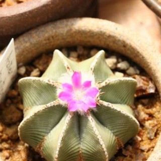 Aztekium hintonii30เมล็ด .-149