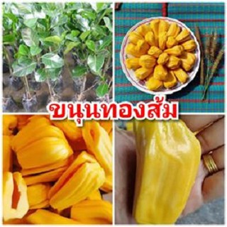 ขนุนทองส้ม เนื้อสุกสีเหลืองทอง หอม หวาน ต้นพันธุ์ทาบกิ่งสูง 40-50 ซม.แข็งแรงพร้อมปลูก รับประกันพันธุ์แท้ 100%