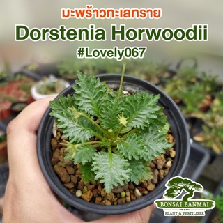 (เมล็ด/ต้น) มะพร้าวทะเลทราย D.Horwoodii แท้ 🌴( กระถาง 2 นิ้ว ) เมล็ดฮอร์วูด ใบสวย ฟอร์มดี เมล็ดมะพร้าวทะเลทราย.