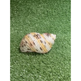 ของแต่งตู้ Seashell-F1