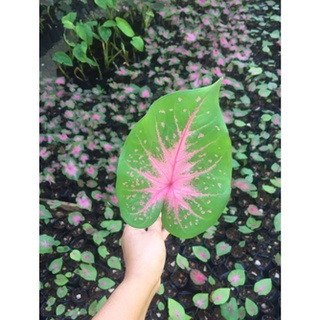 บอนสีราชินีแห่งไม้ใบ ทับทิมชมพู จัดส่งเป็นหัวราก