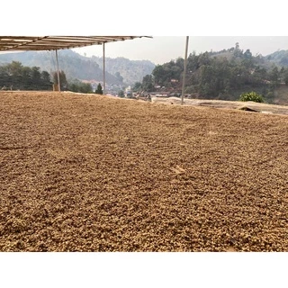MT Honey Process Medium Roast ขนาด 250g. เมล็ดกาแฟคั่ว ดอยแม่จันใต้ คั่วกลาง ส่งไว คั่วใหม่