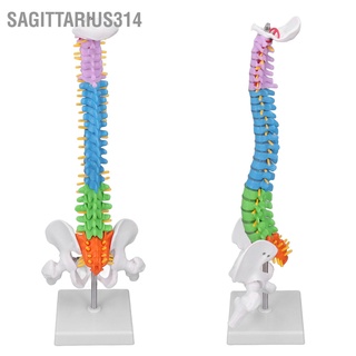 Sagittarius314 กระดูกสันหลัง Pvc ขนาดเล็ก 45 ซม. พร้อมกระดูกต้นขา สําหรับการเรียนการสอน