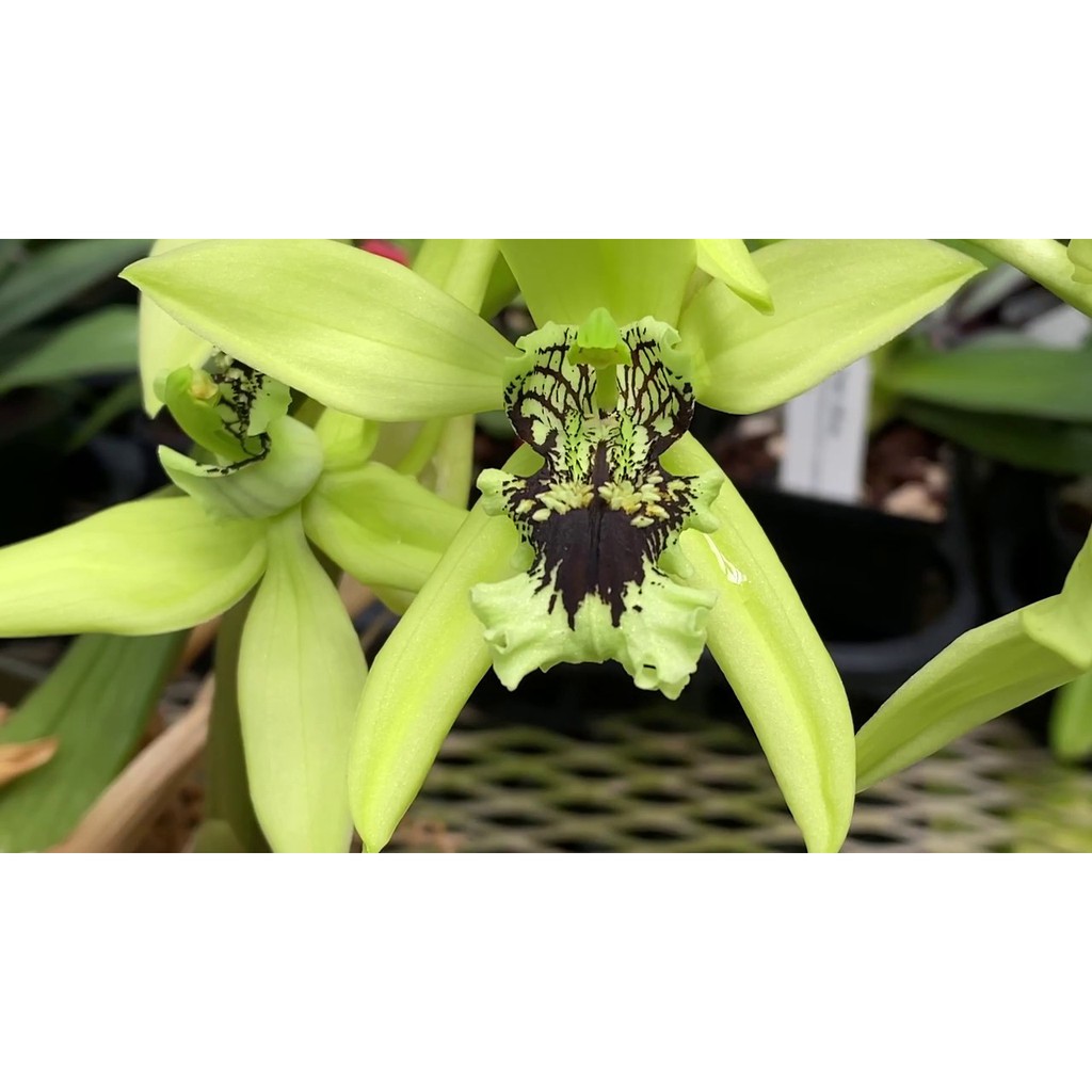 เอื้องเทียน กล้วยไม้ป่าหายาก Coelogyne pandurata