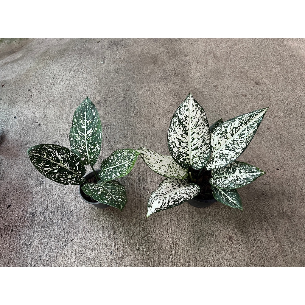 มุมมอง 2