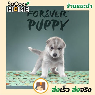 💗พร้อมส่ง💗🔥ส่งเร็ว🔥 Forever Puppy แผ่นรองซับ แผ่นซับน้ำ รองฉี่ ซักเครื่องได้ แผ่นรองฉี่สำหรับสัตว์เลี้ยงแบบ 3 ชั้น