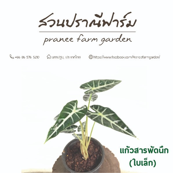 แก้วสารพัดนึก ขนาดกระถาง 6 นิ้ว