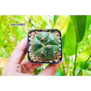 ยิมโนคาไลเซียม ฮอร์สติอาย (Gymnocalycium horstii) แคคตัส