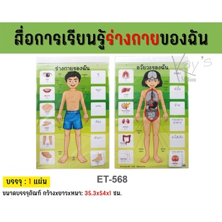 สื่อการสอนร่างกายของฉัน&amp;อวัยวะของฉัน ET-568