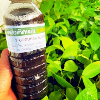 น้ำเชื้อเห็ดเผาะสูตรเข้มข้น 1 ขวดบรรจุ 500 ml. เพาะเห็ดเผาะ เห็ดระโงก กินเองง่ายๆได้ที่บ้าน ปลอดภัย ปลอดสาร