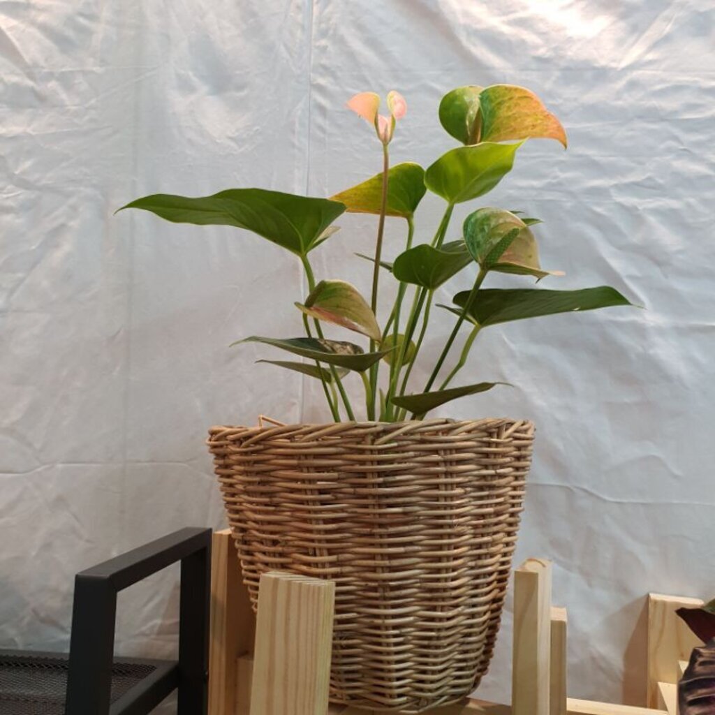 ตะกร้าหวายสานขนาด 8 นิ้ว