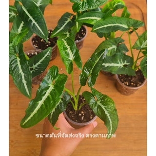 ออมเพชร (Syngonium wendlandii Schott) ต้นละ39 และ 3ต้น100