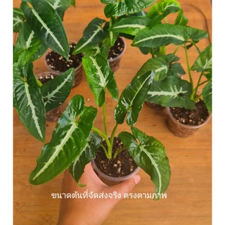 ออมเพชร (Syngonium wendlandii Schott) ต้นละ39 และ 3ต้น100