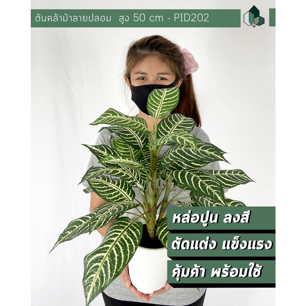 ต้นไม้ปลอม ต้นคล้าม้าลายปลอม สูง 50 CM แถมฟรีกระถางสีขาว [ออกใบกำกับภาษีได้ ]