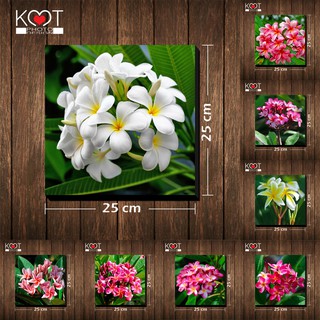 กรอบลอย ติดผนัง ภาพดอกไม้ ดอกลีลาวดี (ขนาด 25x25 ซม.)