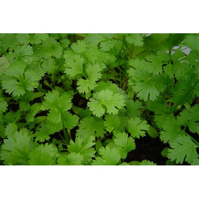 เมล็ดผักชี  Coriander       จำนวน  600 เมล็ด   ราคา 50 บาท        สนใจสั่งได้เลยคะ