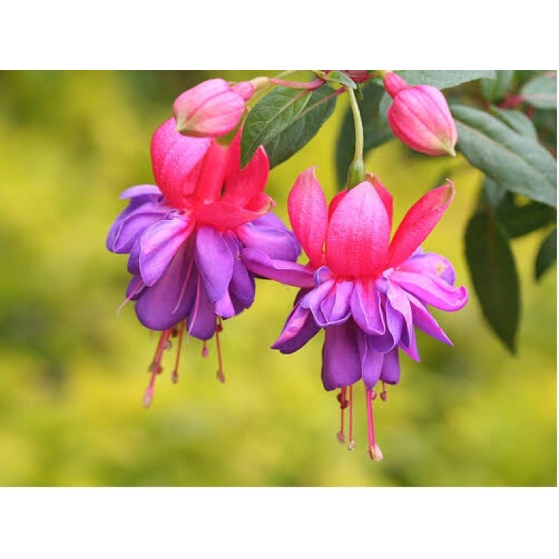 เมล็ดพันธุ์ ดอกไม้ ตุ้มหูนางฟ้า , โคมญี่ปุ่น กลีบในสีม่วง กลีบขั้นนอกสีชมพู (Fuchsia  hybirds) บรรจุ 10 เมล็ด