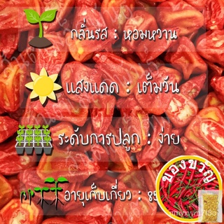 เมล็ดอวบอ้วน100%เมล็ดพันธุ์ ข้าวโพดหวานออลไมทีซุปเปอร์สวีท 99 F1 20 เมล็ด Almighty Super Sweet 99 Corn F1 เมล็ดพันธุ์แท้