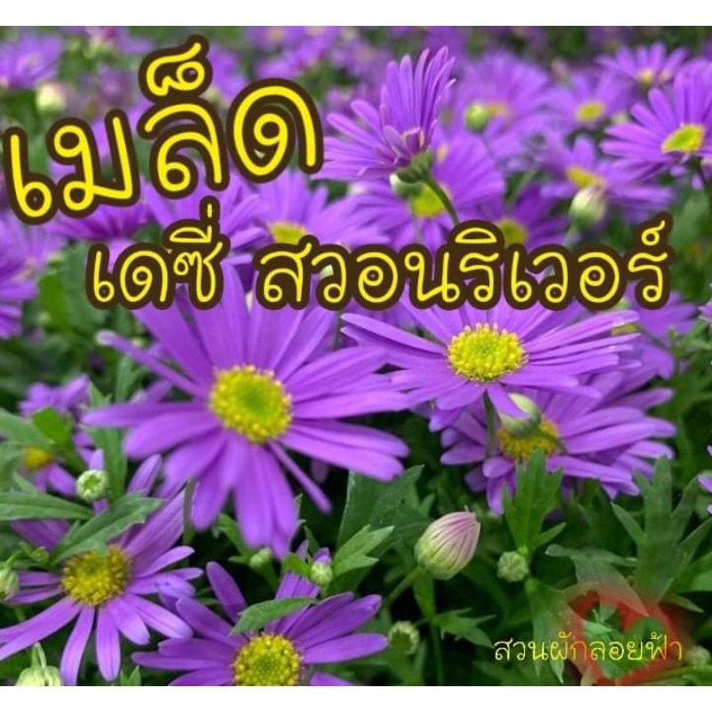 เมล็ดพันธุ์ เดซี่สีม่วง เดซี่สวอนริเวอร์ - Swan river Daisy 10 เมล็ด10บาท เมล็ดแท้นำเข้าจากต่างประเทศ