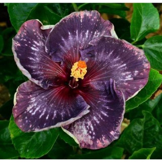 เมล็ดพันธุ์ชบาไต้หวัน มิดไนท์ ไทม์(Midnight Time Taiwan Hibiscus Seed)บรรจุ 10 เมล็ด ของแท้ คุณภาพดี นำเข้าจากต่างประเทศ