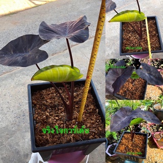 บอนดำแบล็ค เมจิก บอนแบล็คเมจิก colocasia black magic กระถางใหญ่13” ต้นใหญ่50cm ➕