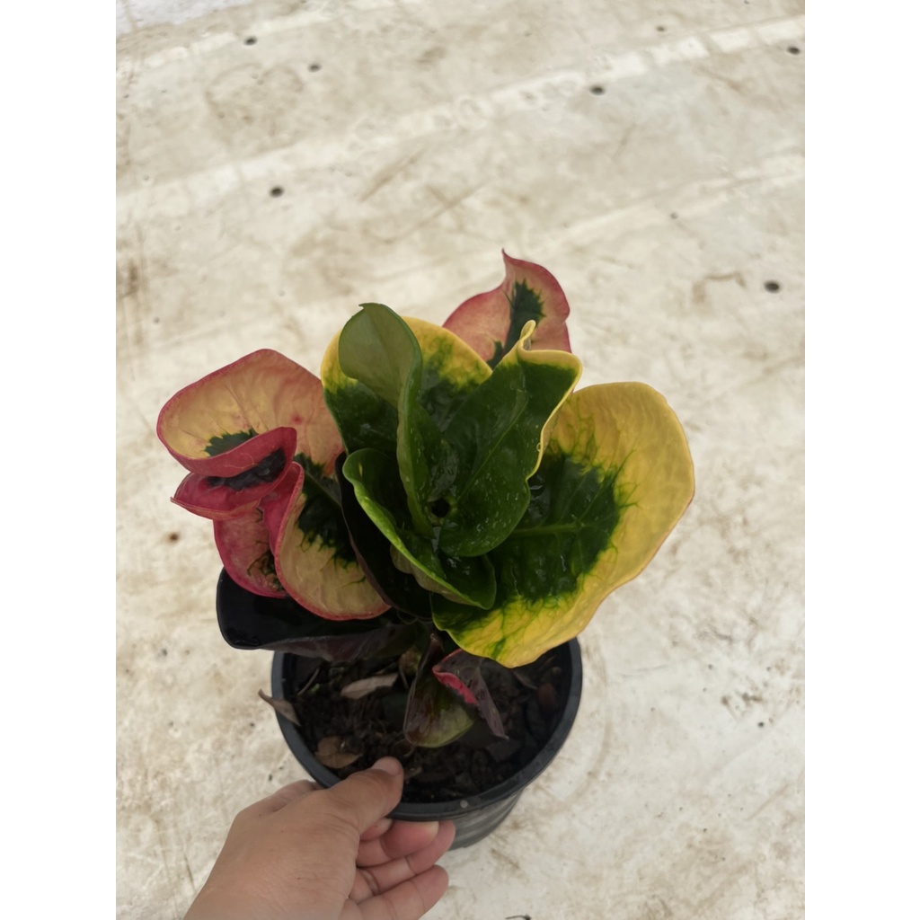 มุมมอง 2