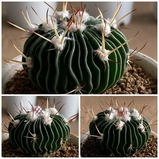 คลื่นสมอง [Echinofossulocactus Phyllacanthus] , [Stenocactus] กระบองเพชร จากเรือนแคคตัสสุราษฎร์ธานี