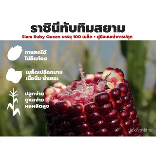 เมล็ดอวบอ้วน100%เมล็ดพันธุ์ข้าวโพดหวานทานสดพันธุ์ดี ราชินีทับทิมสยาม (5 แถม 1) ข้าวโพดหวานสีแดง สามารถหักฝักทานดิบได้เลย