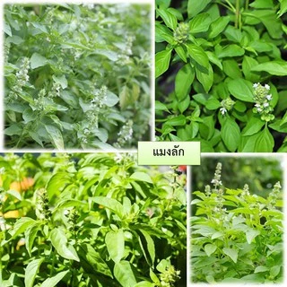 เมล็ดแมงลัก 100 🌱 ซื้อ 10 แถม 2 คละได้ 💥 เลือกของแถมได้ คิดถึงเมล็ดผัก คิดถึง skinsun