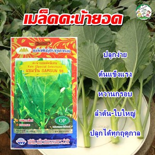 เมล็ดคะน้ายอดแซมซั่น98 Kale เมล็ดคะน้ายอด เมล็ดพันธุ์ผัก เมล็ดผักสวนครัว ตราภูเขาทอง