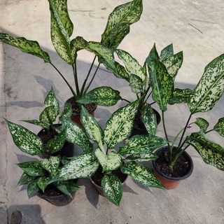 🌱อโกลนีมา เพชรน้ำหนึ่ง aglaonema (ส่งแบบเปลือยราก)