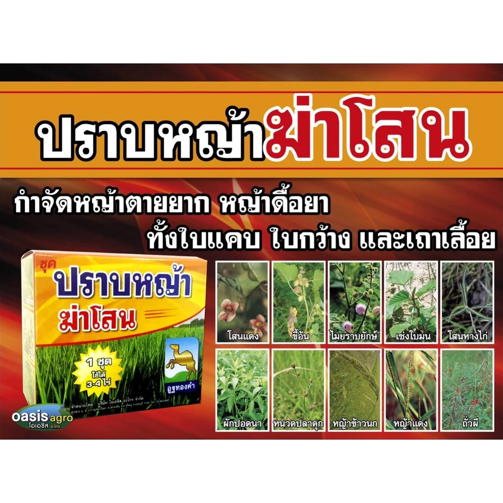 ปราบหญ้า ฆ่าโสน ยาฆ่าหญ้าในนาข้าว 🌾 กำจัดหญ้าทุกชนิด ข้าวไม่แดง กลิ่นไม่เหม็น 👍 1 ชุดใช้ได้ 3-4 ไร่ ตราอูฐทองคำ