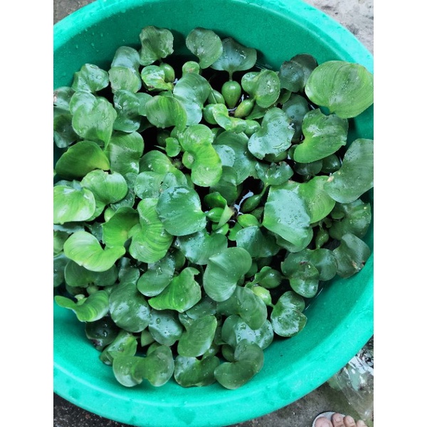 ผักตบชวา พืชน้ำ บรรจุถุงละ 15 กอ☘️🍀 40฿ขายราคาถูกที่สุด❗🍀‼️