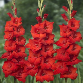 แกรนดิโอลัส (Gladiolus) หรือดอกซ่อนกลิ่นฝรั่ง 10หัว/ชุด สีแดง