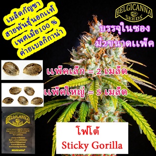 Sticky Gorilla สติ๊กกี้กอริลล่าโฟโต้ นอก+เมีย100 เปอร์เซ็น