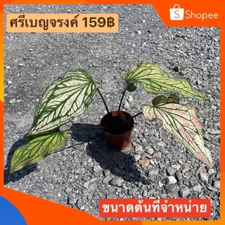 (ใส่โค้ด INCSL33 ลดเพิ่ม 50%) ต้น บอนศรีเบจรงค์ 159฿