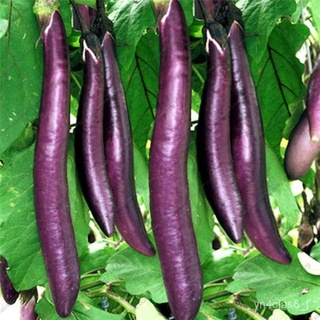 （อัตราการปลูกสูง）บอนสี เมล็ดพันธุ์ Rare Long Eggplant Seeds 200เมล็ด เมล็ดบอนสี บอนสีหายาก เมล็ดพันธุ์ผัก พันธุ์ไม้ผล  p