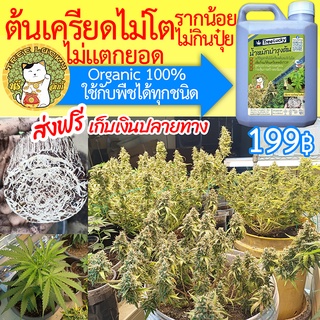 น้ำหมักปลูกกัญชา Organic 100% แก้ปัญหาต้นเครียด ไม่โต พืชไม่กินปุ๋ย ปุ๋ยในดินล็อกธาตุอาหาร