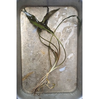 ต้นไม้น้ำ Cryptocoryne beckettii Petchii คริปศรีลังกา
