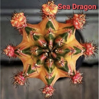 แคคตัส ไม้กราฟ ยิมโน Sea Dragon ลายด่างสวย