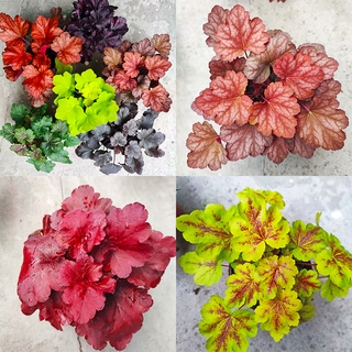 （รับประกันหลังการขายงอก100%）100 แคปซูล Coleus Seeds Mixed Perilla Blumei Flower Seeds เมล็ดพันธุ์ บอนสีสวยๆ บอนไซ ต้นไม้