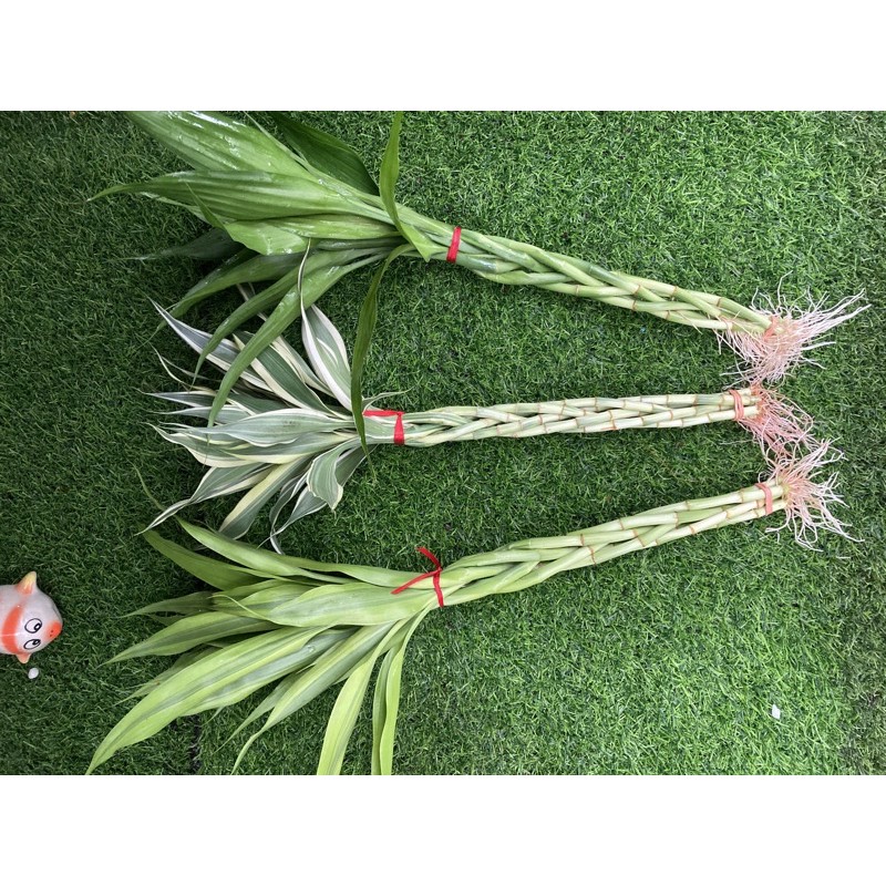ไผ่กวนอิม ถักเปียลาย5เส้น แบบมีรากและไม่มีราก สูง35-50cm(ทอง,เงิน,หยก)เหมาะกับแจกัน สูง15-30cm