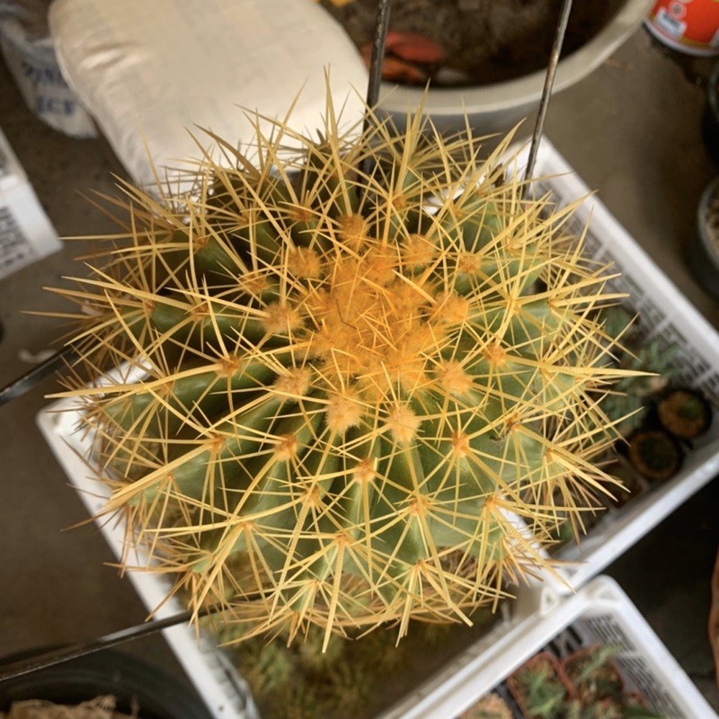 พร้อมส่ง Cactus ถังทองขนาด 15-17 ซม. กระบองเพชร แคคตัส