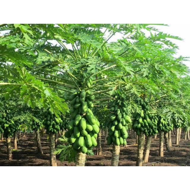 เมล็ดมะละกอฮอลแลนด์ต้นเตี้ย ซองละ 100 บาท บรรจุ 100 เมล็ด - รูปที่ 3