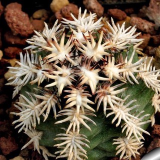 Echinocereus davisii “brevispunus”30เมล็ด .-99