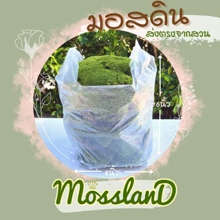 มอสดิน แบบถุง สดใหม่ให้เยอะ รีวิวแน่น มอสจัดสวน มอสบอนไซ มอสสด มอส